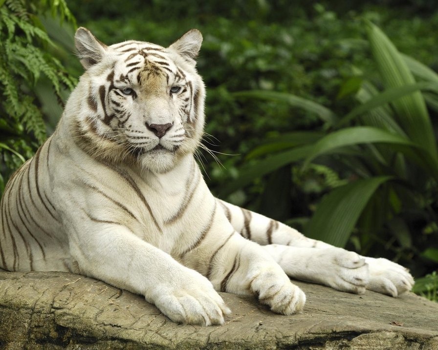 белый тигр - джунгли, хищник, большая кошка, природа, белый тигр - оригинал