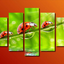 божьи коровки