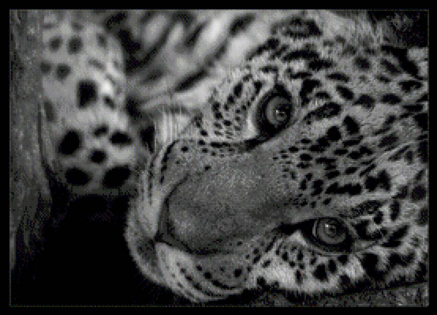 Леопард - леопард, кошки, животные - предпросмотр