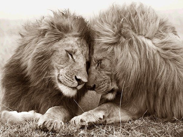 нежность - оригинал