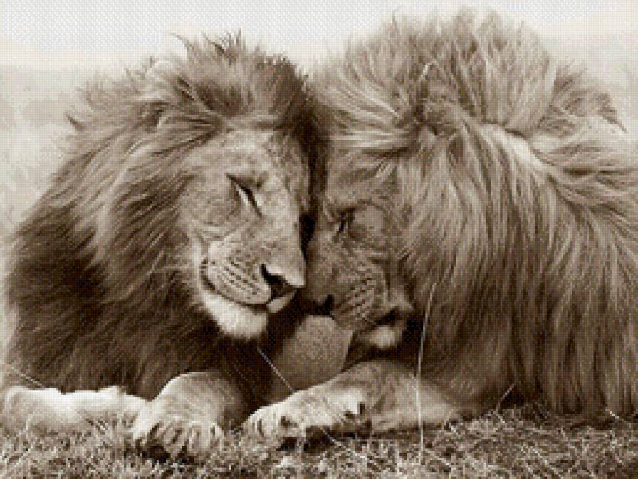 нежность - предпросмотр