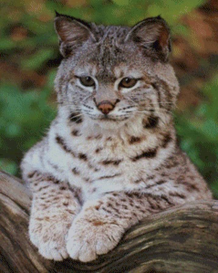 Рысь - кошки, рысь, лес, животные - предпросмотр