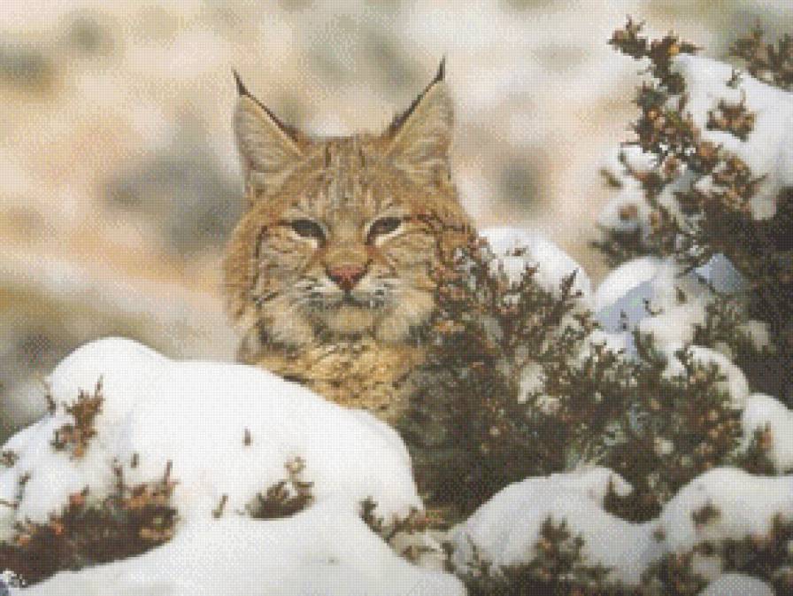 Рысь - лес, животные, кошки, рысь - предпросмотр