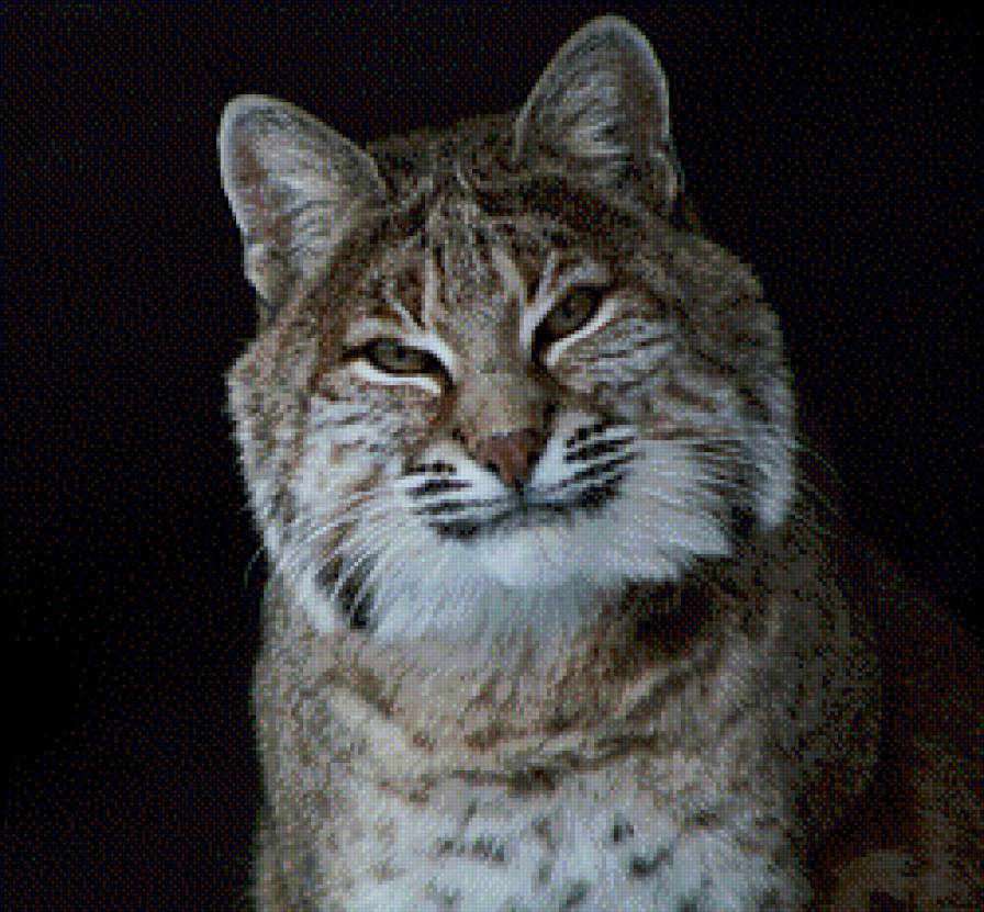 Рысь - рысь, кошки, лес, животные - предпросмотр