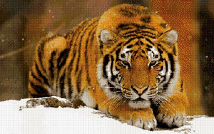 тигр - картина, дикая кошка, природа, хищник, тигр - предпросмотр