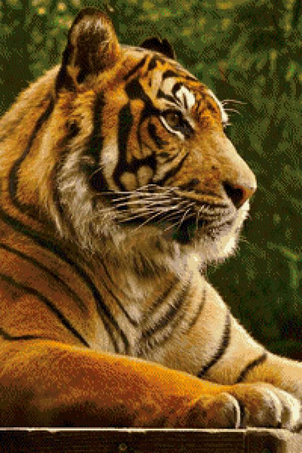 тигр - картина, тигр, хищник, природа, дикая кошка - предпросмотр