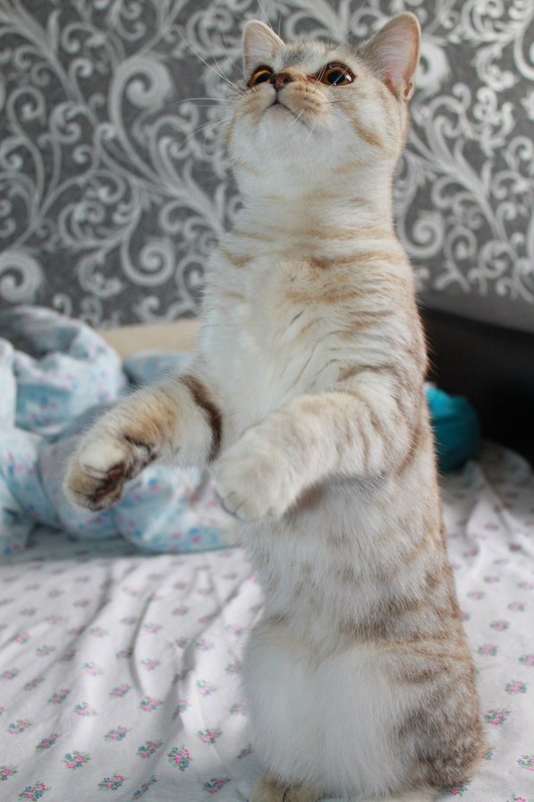 Шаня - кот, животные, любимцы, дом, кошки, питомцы - оригинал