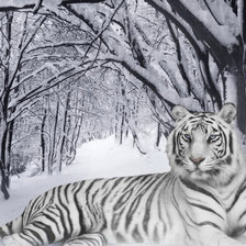 Схема вышивки «Тигр»