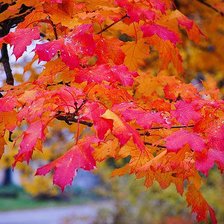 Схема вышивки «Осень»