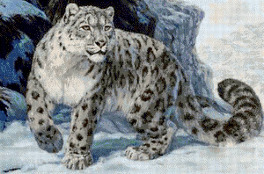 снежный барс - дикие кошки - предпросмотр