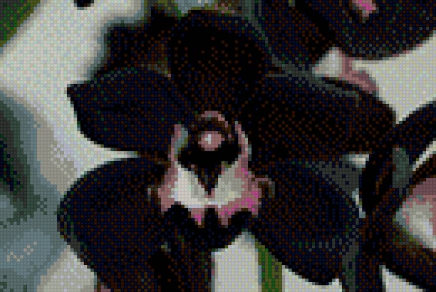 Черные орхидеи - цветы - предпросмотр