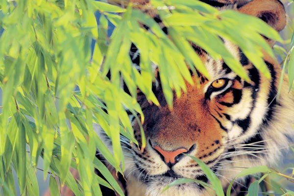 тигр в траве - животные, хищник, тигр - оригинал