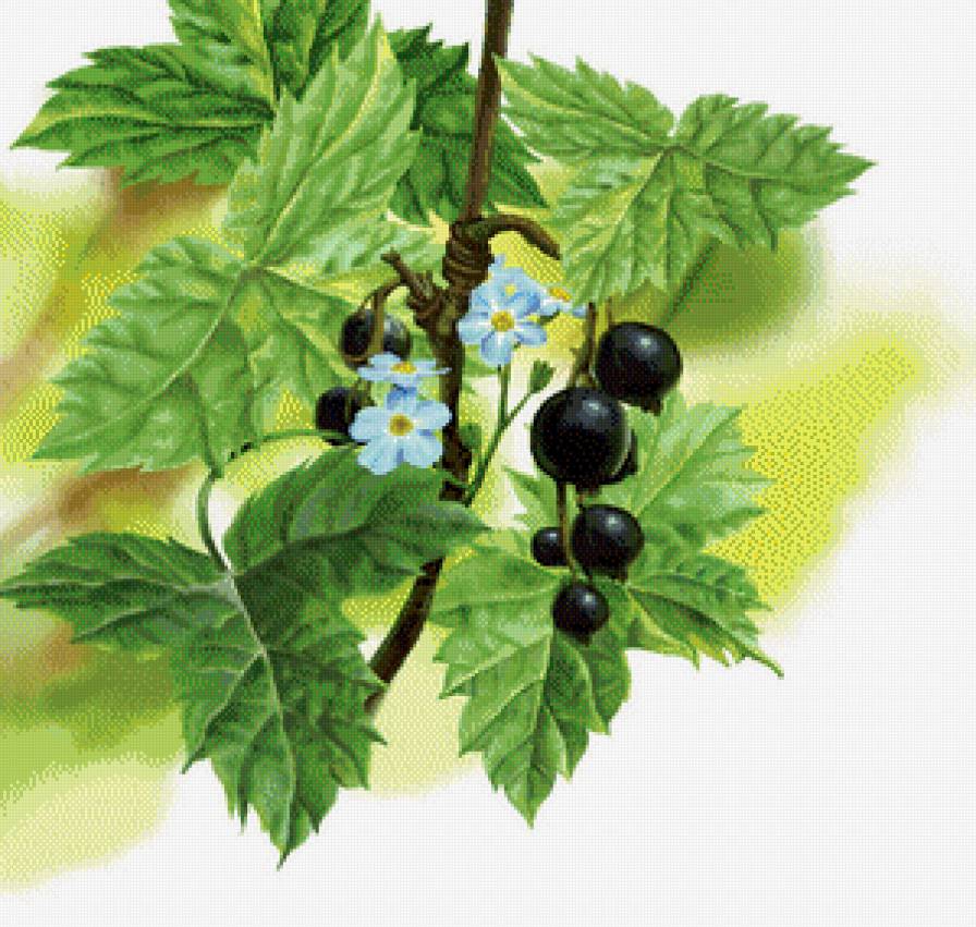 смородина - предпросмотр