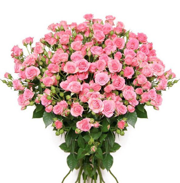 чайные розы - чайные розы, цветы, розы - оригинал