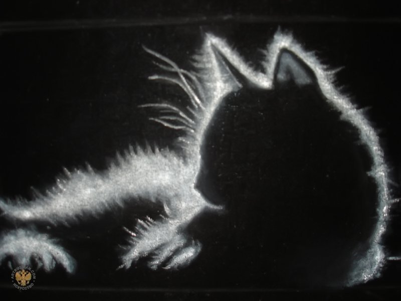 черный кот - животные - оригинал