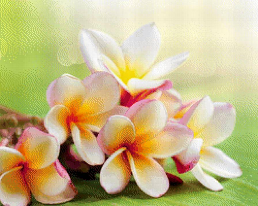 Цветы плюмерии - букет, растения, цветы, плюмерия, цветок - предпросмотр