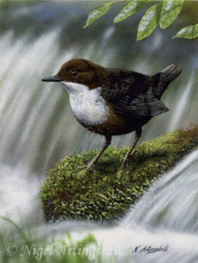 Серия "Птицы" - река, птицы, водопад - предпросмотр