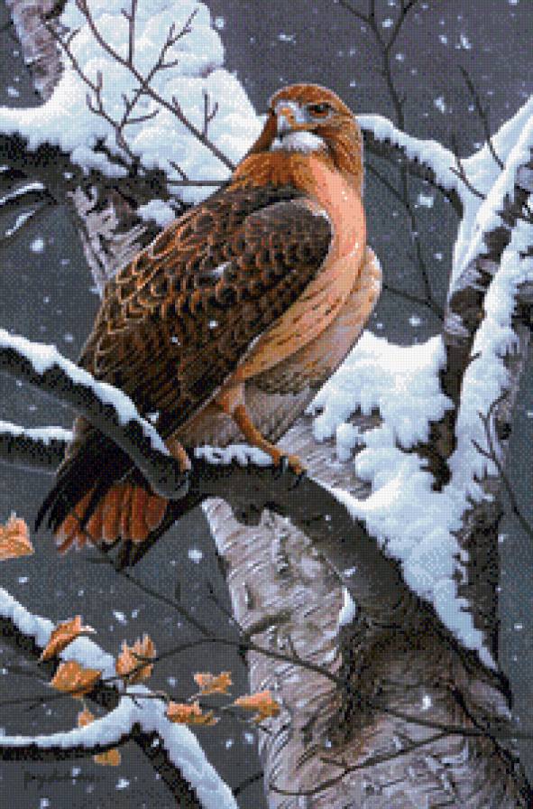 Серия "Птицы" - зима, орлы, птицы. соколы, пейзаж, ястребы - предпросмотр