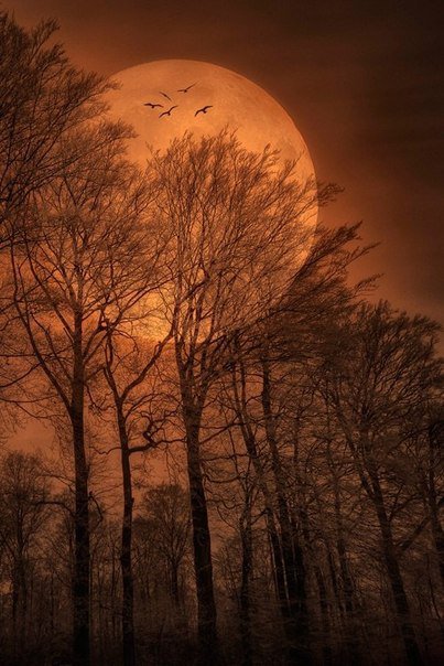 Осенняя ночь - луна, природа, ночь - оригинал