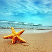 Схема вышивки «Морская звезда»