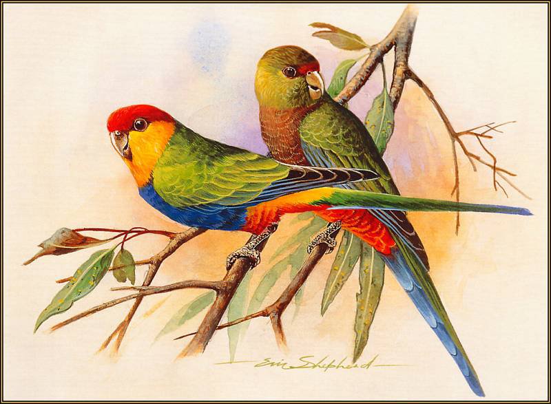 Серия "Птицы" - птицы, попугаи - оригинал