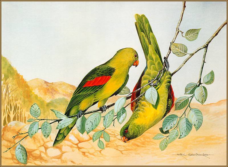 Серия "Птицы" - попугаи, птицы - оригинал