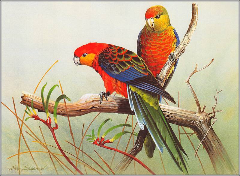 Серия "Птицы" - попугаи, птицы - оригинал
