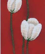 Белые тюльпаны на красном фоне