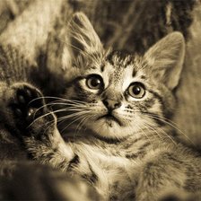 Схема вышивки «Кошка»