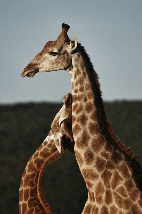 Жирафы - оригинал