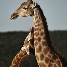 Жирафы