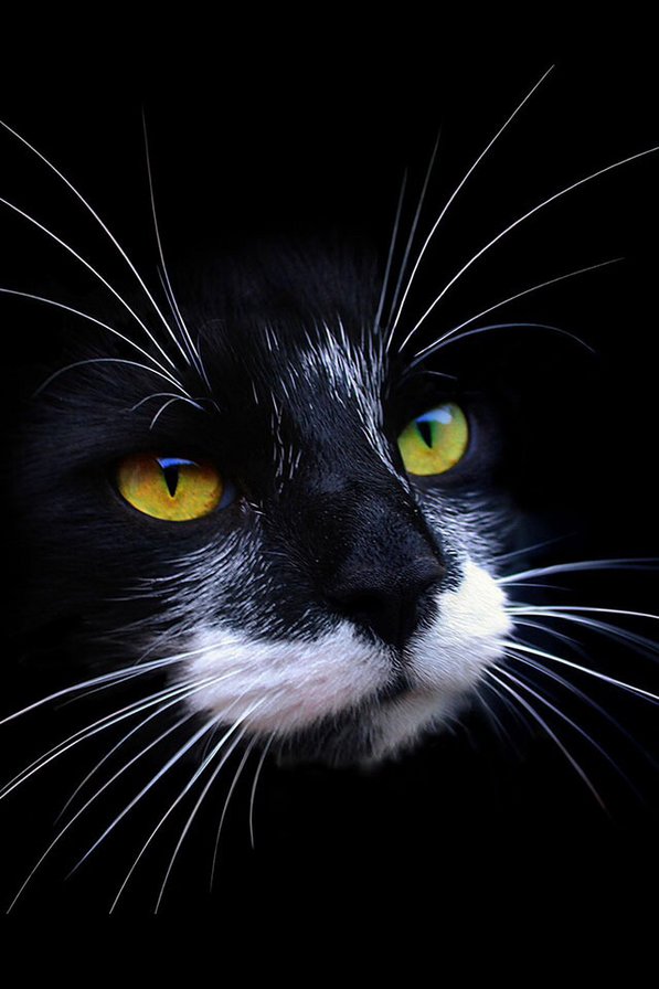 Cat - black, кот, кошка, черный, cat - оригинал
