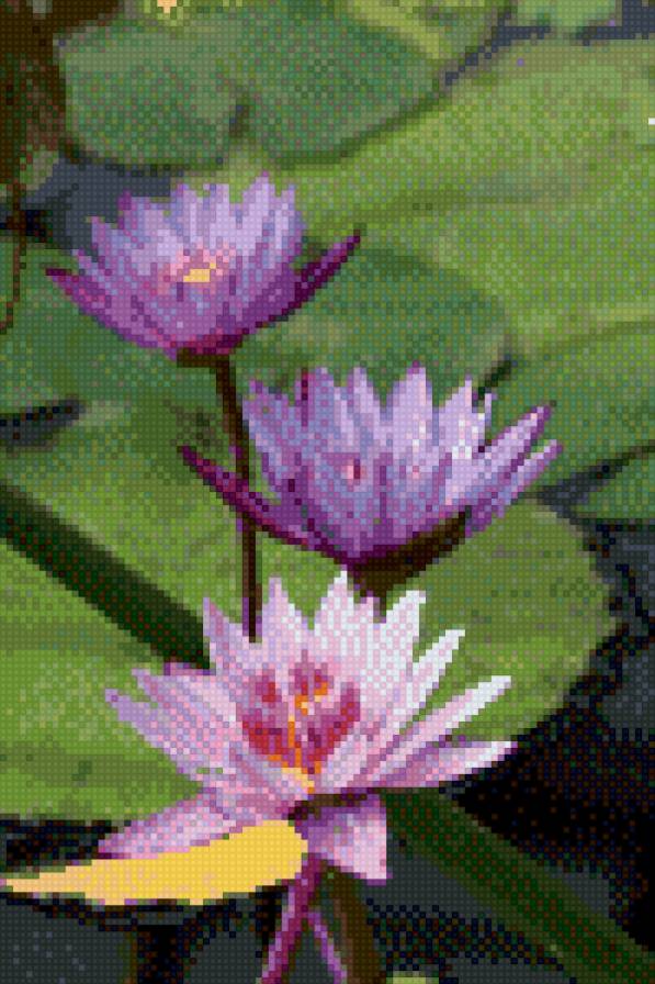 Лотосы - лотос, цветы - предпросмотр