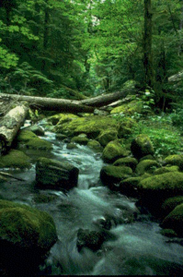 Лесная река - пейзаж, лес, река - предпросмотр