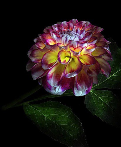 Цветок - цветы, на черном - оригинал