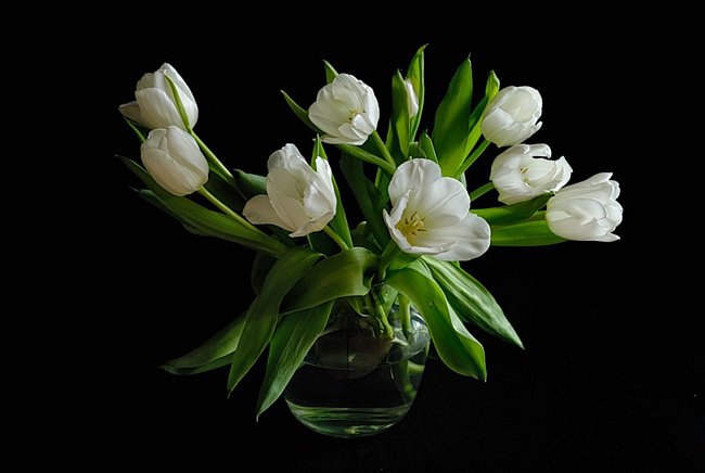 Тюльпаны - на черном, цветы - оригинал