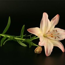 Схема вышивки «Лилия»