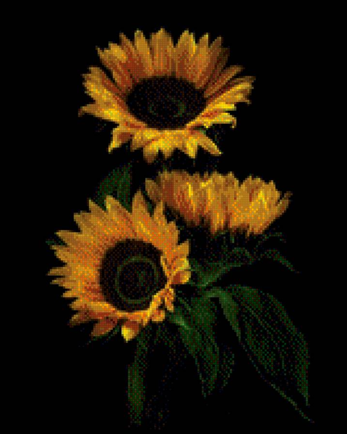 Подсолнухи - на черном, цветы - предпросмотр