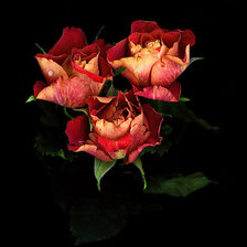 Схема вышивки «Розы»