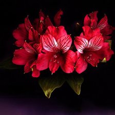 Схема вышивки «Лилии»