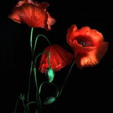 Схема вышивки «Маки»