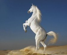 Схема вышивки «Белая лошадь2»
