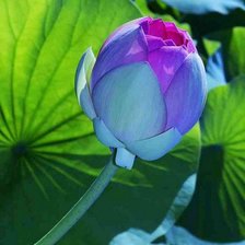 Схема вышивки «№479049»