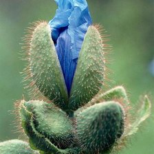 Схема вышивки «№479050»