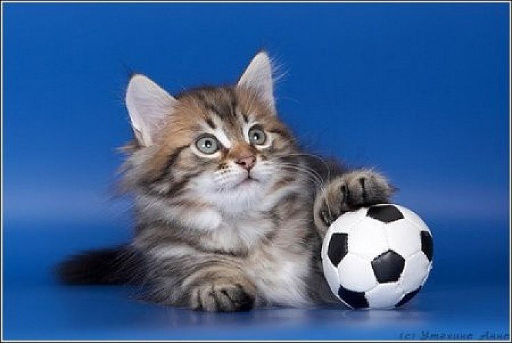 №479208 - оригинал