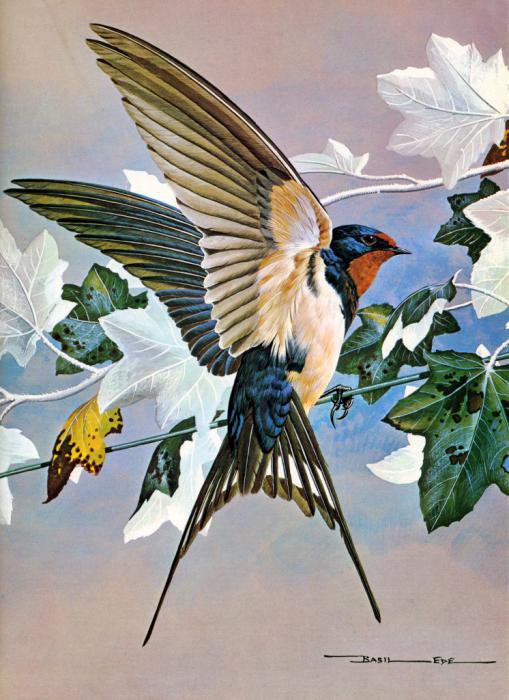Серия "Птицы" - ласточки, птицы, цветы - оригинал