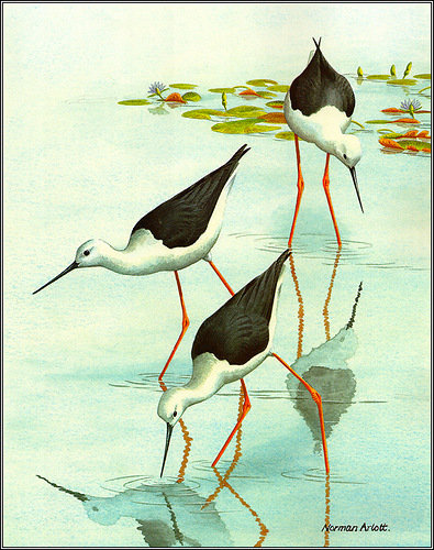 Серия "Птицы" - река, птицы - оригинал