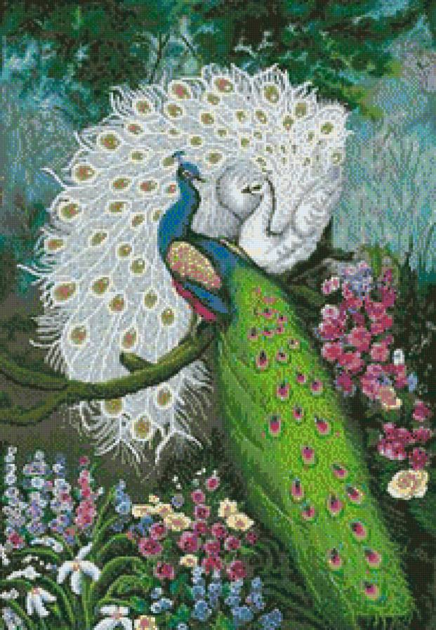 павлины - птицы - предпросмотр