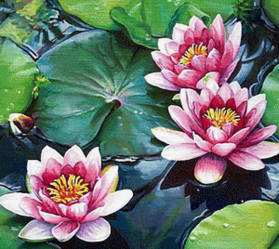 Лотосы - лотосы - предпросмотр