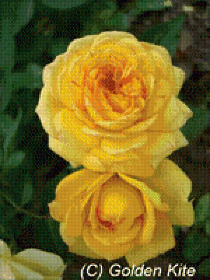 №479641 - цветы - предпросмотр